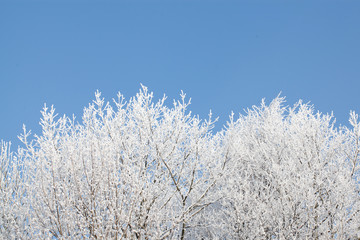 majestic winter landscape - branches covered with snow.
