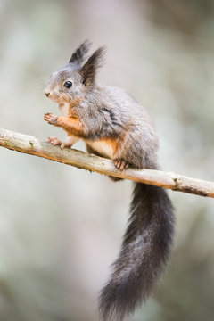 Cute eurasian red squirrel