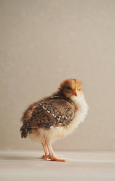 Baby chick