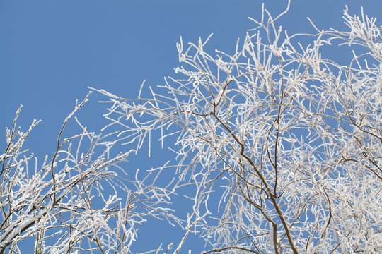 majestic winter landscape - branches covered with snow.