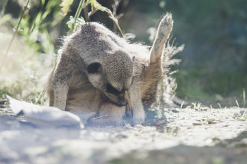 Suricate qui fait sa toilette