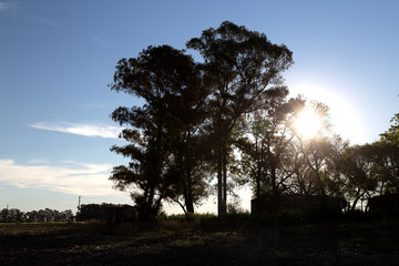 Countryside landscape. The sunset in the farm, the sunlight beams go through a big tree. The vegetation and trees at backlight.