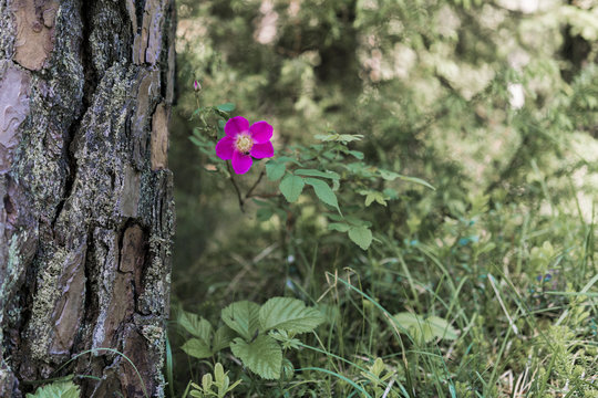 Lone violet flower growing by tree with thick bark