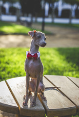 Little italian greyhound in the field