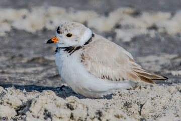 Fototapeta premium Piping Plover