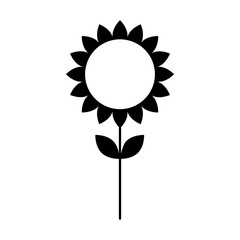 sunflower natural plant petal decoration