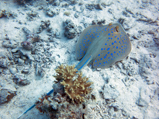 Unterwasser Ägypten