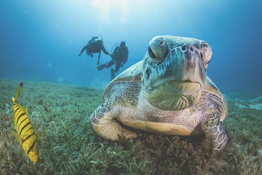 Green sea turtle resting on sea floor, two scuba divers in background
