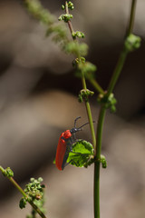 Insecte coléoptère rouge cardinal grimpant sur une tige de fleur graminée d'une prairie en montagne.
