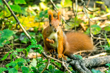 Naklejka na ściany i meble Squirrel close-up in the forest in a natural environment
