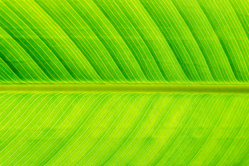 Close up of Texture of a green leaf for background.