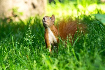 Squirrel close-up in the forest in a natural environment