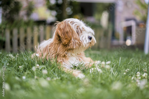 Long Haired Tibetan Terrier Lying On Green Grass Stock Photo And