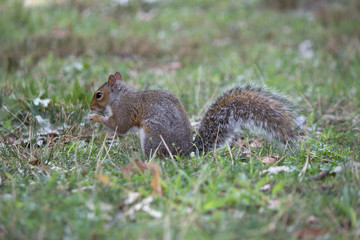 Naklejka na ściany i meble Squirrel eating peanut, profile view