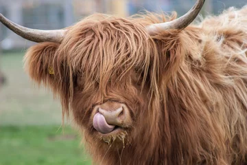 Foto op Plexiglas Schotse hooglander Highland Cow Tong omhoog Neus