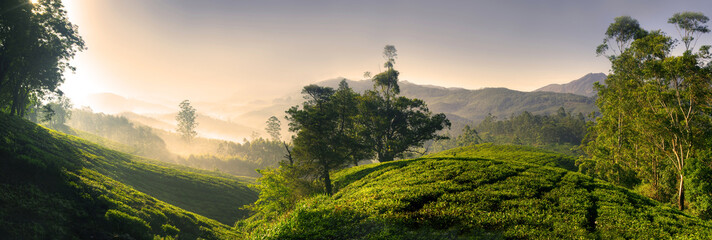 Panorama of a beautiful tea plantation at sunrise. Kerela, India.