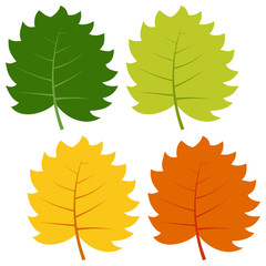 Set of green, yellow and red leaves isolated on white background. Vector illustration of autumn leaves. 
