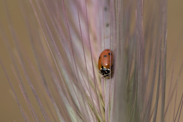 Coccinelle rouge et noire à sept points descendant le long d'une feuille d'arbuste en automne en...