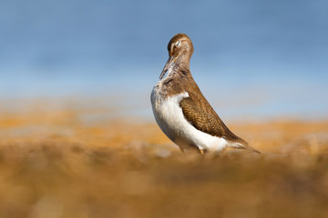 Beautiful wader bird on the ground. Common sandpiper