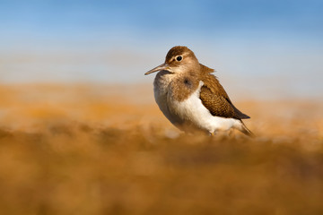 Beautiful wader bird on the ground. Common sandpiper