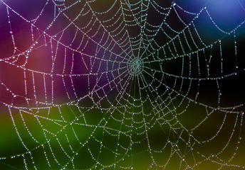 Dew on the cobweb