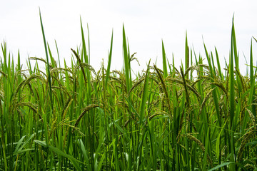 Obraz premium Asia rice farm landscape background