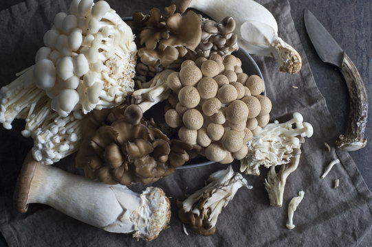 Collection of mushrooms