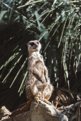 Suricate