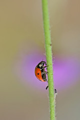 Coccinelle rouge et noire à sept points montant le long d'une tige de fleur en été dans les Alpes.