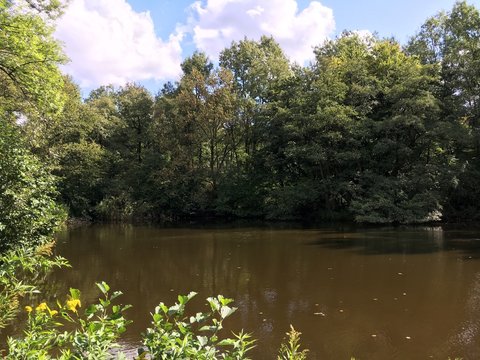 Teich im Grutholz W&auml;ldchen