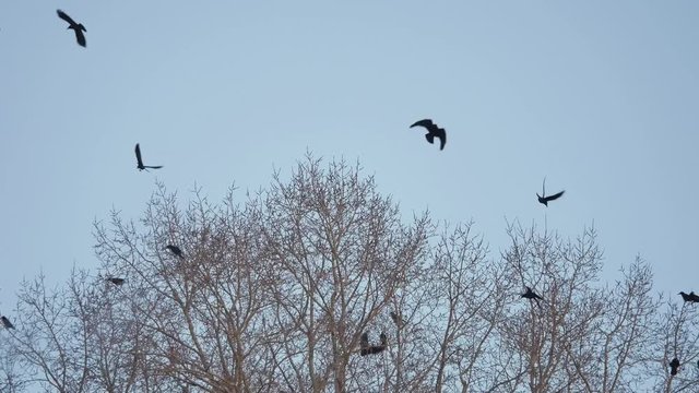 flock of autumn birds taking off from a tree, a flock of crows black bird dry tree. birds ravens in the sky