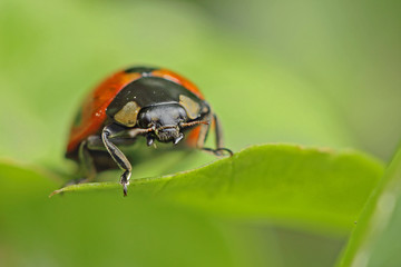 Coccinelle rouge et noire à sept points sur une feuille de plante au printemps. Bête à Bon Dieu en gros plan dans la nature.