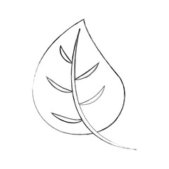 autumn leaf foliage flora decoration