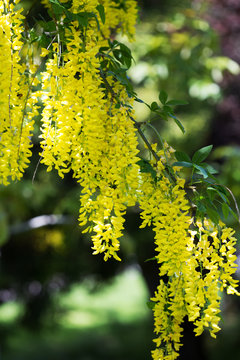 Laburnum boughs in the sunllight