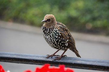 Starling sittin on the fence, close up macro image