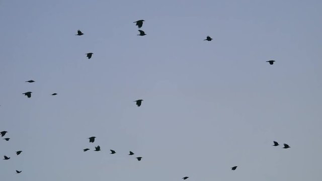 birds circling in the sky, a flock autumn of crows. raven birds