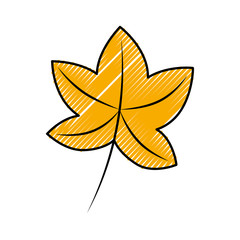 autumn leaf maple foliage flora decoration