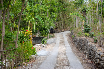 Beautiful road in the woods among palm trees