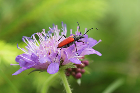 Insecte col&eacute;opt&egrave;re rouge et noir &agrave; longues antennes, en gros plan, sur une fleur sauvage mauve.