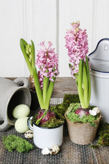 Hyacinth flowers. Easter table decoration idea.