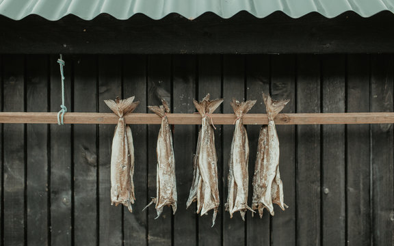 Dried fish hanging on wooden plant