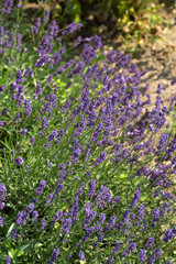  the flourishing lavender  in Provence, near Sault, France