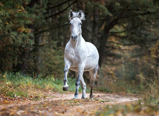 Arabian horse running free in autumn forest