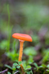 Small orange mushroom in a pine forest.