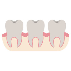 teeth with tooth root view colorful silhouette