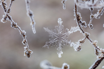 Snowflake frozen stuck to thin branches covered in frost.