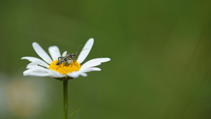 Insecte coléoptère vert foncé métallisé butinant le polen d'une marguerite des prés en pleine campagne cévenole.