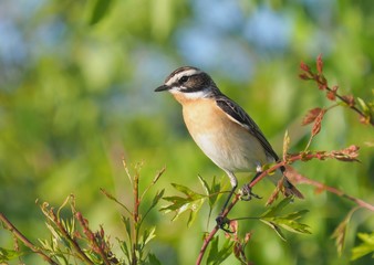 whinchat (Saxicola rubetra) in the wild