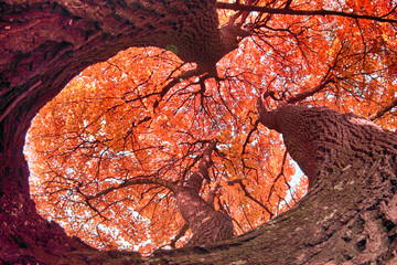 old autumn tree