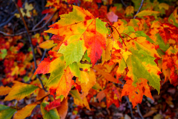 fall leafs 